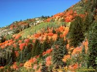 American Autumn