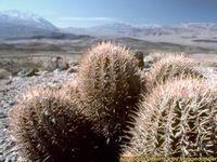 American Deserts