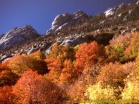 Autumn Colors