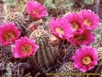 Beautiful Cactus