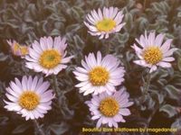 Beautiful Rare Wildflowers