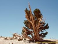 Ancient Trees