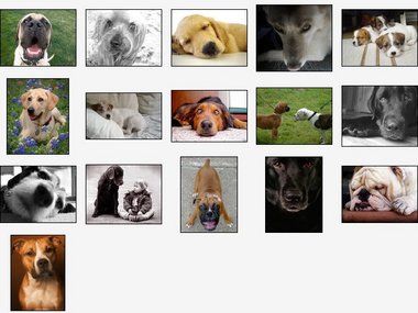 Man's Best Friend Screensaver