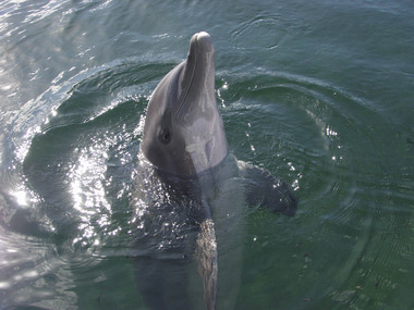 2007 Dolphin ScreenSaver