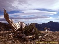 Wild Places